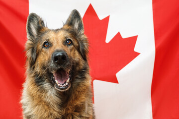 Close up shot  of a German Shepherd dog looking towards camera, Canadian flag as a background.