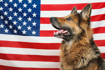 Portrait of a German Shepherd dog in a profile, American USA flag as a background. Independence...