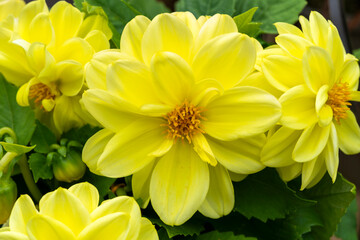 Fototapeta premium Dahlia Figaro Series a dwarf summer autumn fall flowering plant with a yellow summertime double flower, stock photo image