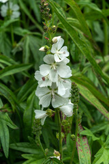 Sidalcea candida a summer flowering plant with a white summertime flower commonly known as prairie...