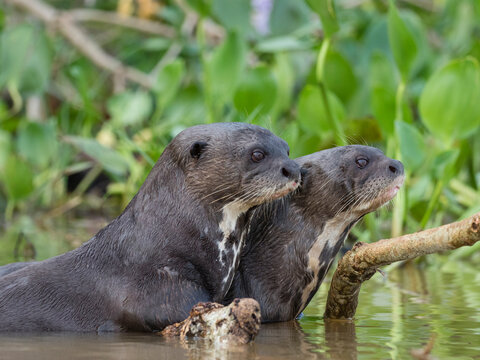 A pair of adult giant river otters (Pteronura brasiliensis), on the Rio Cuiaba, Mato Grosso, Pantanal, Brazil