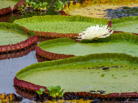 Queen Victoria's water lily (Victoria amazonica), on the Rio Pixaim, Mato Grosso, Pantanal, Brazil