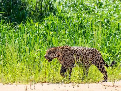 Adult jaguar (Panthera onca), on the riverbank of Rio Tres Irmao, Mato Grosso, Pantanal, Brazil