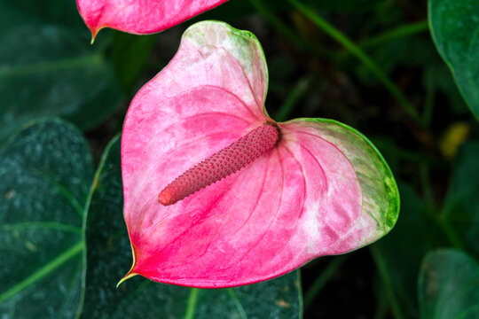 Anthurium x cultorum a spring summer flowering tropical shrub plant with a pink red summertime flower commonly known as flamingo lily and often used as an houseplant, stock photo image