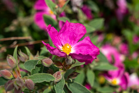 Cistus 'Blushing Peggy Sammons' a summer flowering shrub plant with a magenta pink summertime flower commonly known as rock rose, stock photo image