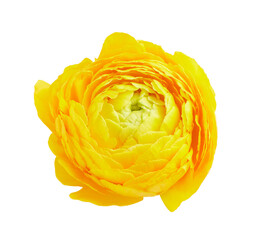 Yellow flower ranunculus isolated on white background