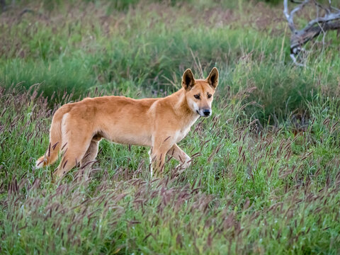 Adult male dingo (Canis lupus dingo), in the bush in Cape Range National Park