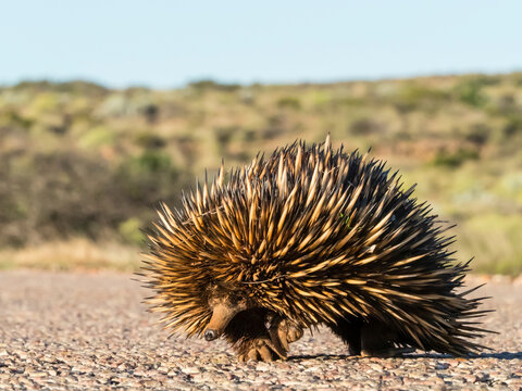 Short-beaked echidna (Tachyglossus aculeatus), crossing the road, Cape Range National Park