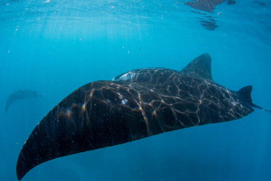 Adult reef manta ray (Mobula alfredi), swimming on Ningaloo Reef