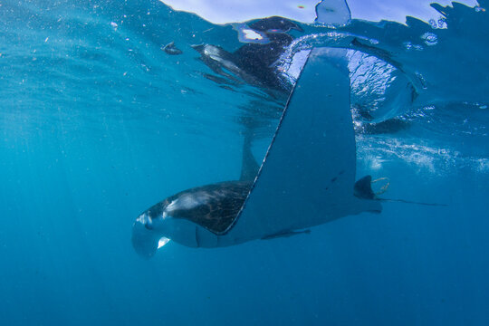 Adult Reef Manta Ray (Mobula Alfredi), Underwater In Ningaloo Reef