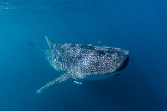 Adult whale shark (Rhincodon typus), underwater on Ningaloo Reef