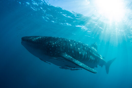 Adult whale shark (Rhincodon typus), underwater on Ningaloo Reef