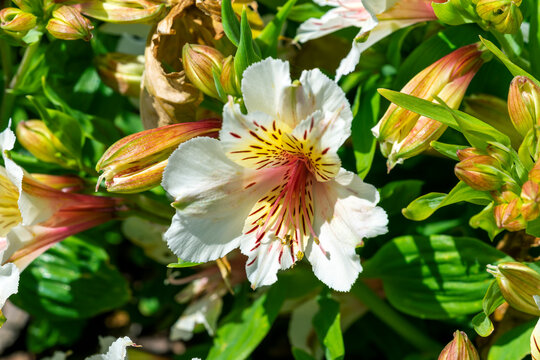 Alstroemeria 'Princess Stephanie' a dwarf summer flowering plant with a pink yellow summertime flower also known as Alstroemeria 'Stapirag' and commonly known as Peruvian lily, stock photo image