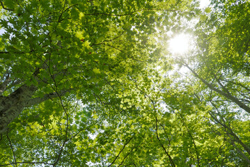 Fototapeta na wymiar 木漏れ日あふれる新緑のブナ林