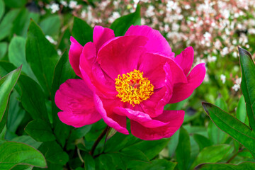 Peony 'Mistral' (paeonia) a spring summer flowering plant with a red pink springtime flower, stock...