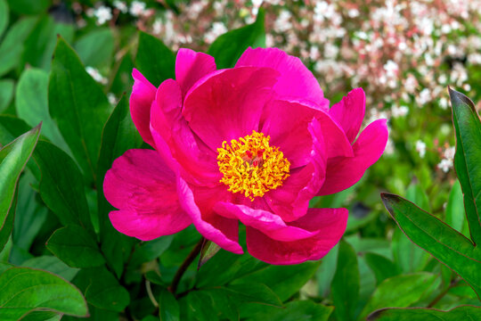 Peony 'Mistral' (paeonia) a spring summer flowering plant with a red pink springtime flower, stock photo image