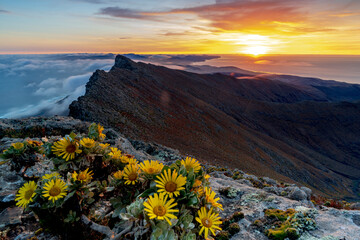 Wild flowers on rocks on Pico de la Zarza mountain peak at sunrise, Jandia Peninsula, Fuerteventura, Canary Islands, Atlantic