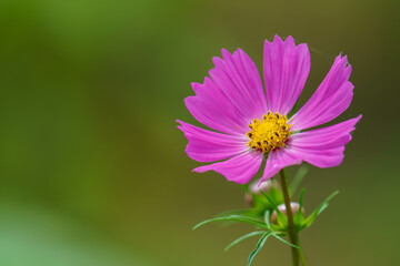 初夏のコスモス