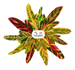 Houseplants. Botanical vector illustration.Variegated plants, multicolored leaves. Codiaeum, postcard © HikaruD88