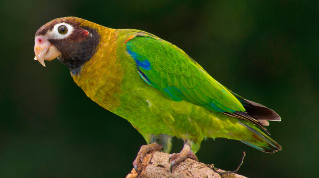 Brown-hooded Parrot, Pionopsitta haematotis, Tropical Rainforest, Costa Rica, Central America, America