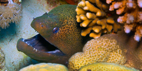 Giant moray, Gymnothorax jovanicus, Coral Reef, Red Sea, Egypt, Africa