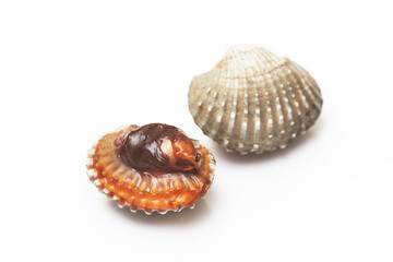 Cockle clams isolated white background.