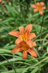 Bulb Garden with Flowering Orange Lilies in the Spring