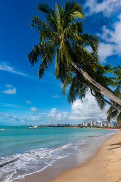 Palm fringed beach, Maceio, Alagoas, Brazil