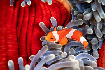 Clownfish, Amphiprion ocellaris, hiding in host sea anemone Heteractis magnifica, Komodo Island, Indonesia, 