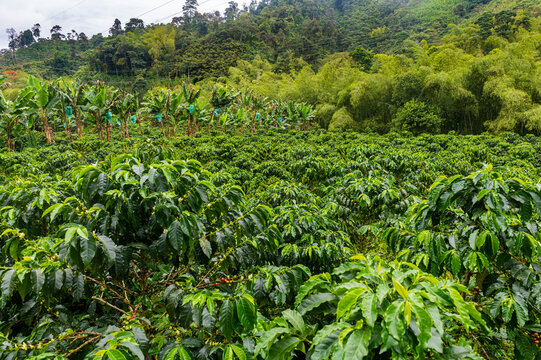 Coffee bushes and beans, Zona Cafetera