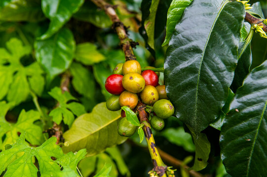 Coffee bushes and beans, Zona Cafetera