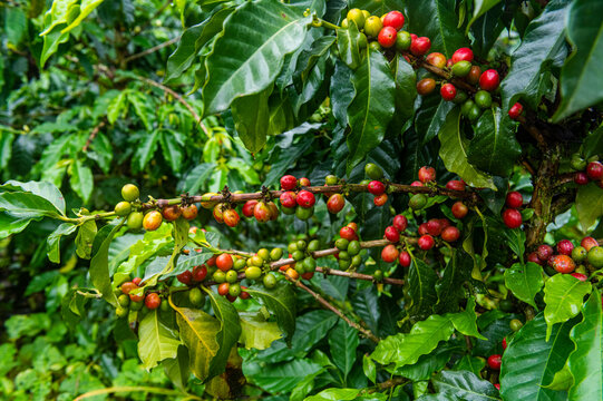 Coffee bushes and beans, Zona Cafetera