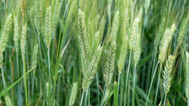 Green ears of wheat swaying in spring