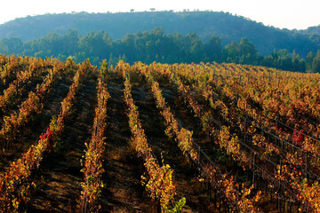 Viñas en el sector de Pichidegua.