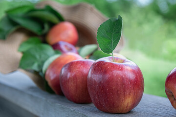 Red apples with leaves on old wooden plank at orchard garden