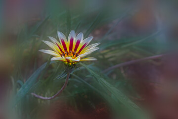 花壇に咲くガザニアの花　クローズアップ