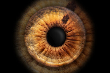 close-up shot (macro photo) of the iris of a eye, ideal for background or texture
