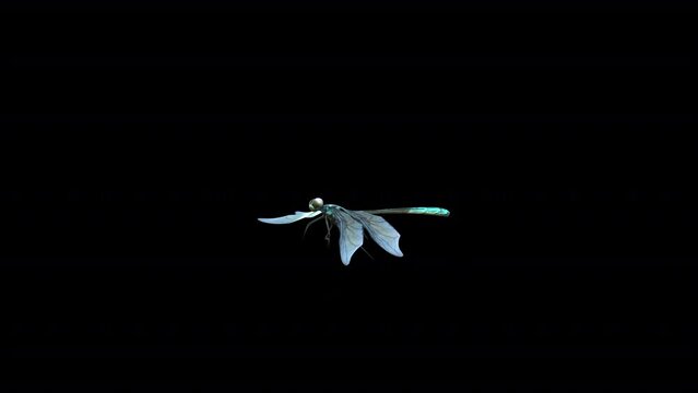 Dragonfly animation.Full HD 1920&times;1080.8 Second Long.Transparent Alpha video.LOOP.