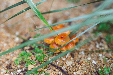wild orange mushrooms surrounded by golden gravel