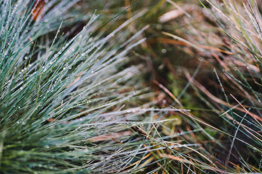 festuca glauce grasses with raindrops
