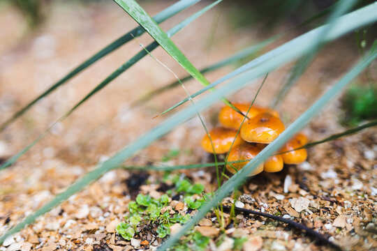 wild orange mushrooms surrounded by golden gravel