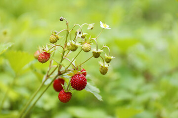 A bush of wild strawberries on a green background, close-up.