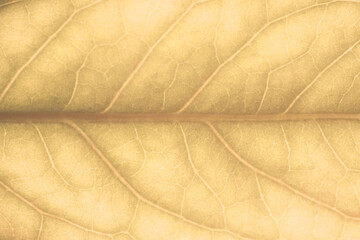 Autumn leaf closeup background