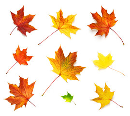 Maple leaves isolated