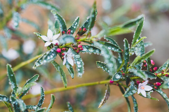 eriostemon philotheca plant with pink flowers with raindrops and frost on its leaves