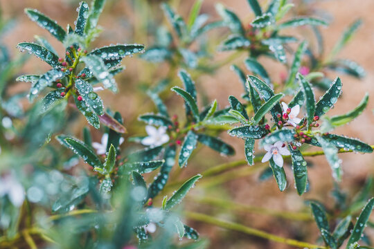 eriostemon philotheca plant with pink flowers with raindrops and frost on its leaves