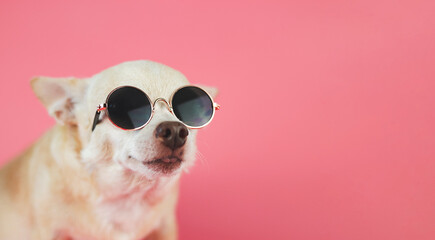 brown chihuahua dog wearing sunglasses sitting  on pink background with copy space. summer...