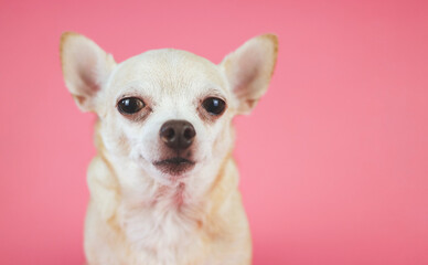  healthy brown  short hair chihuahua dog, sitting on pink  background with copy space, looking at camera, isolated.