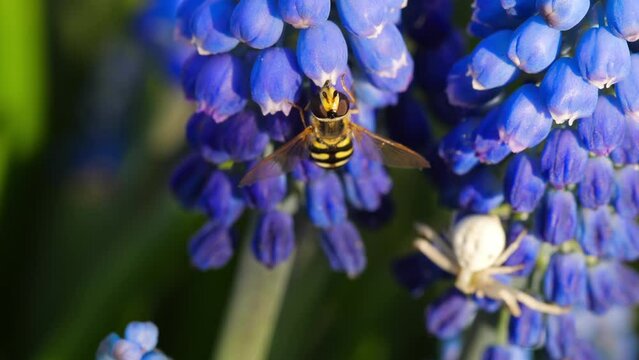 Insect wasp on a blue flower Lupine collects nectar and pollinates on a sunny spring day