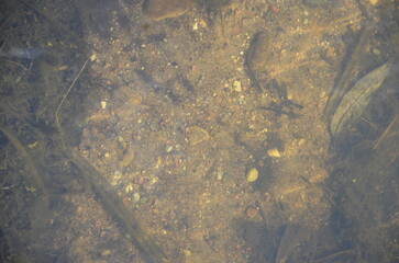 photo background of the bottom under water
